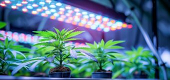 植物を育てるLEDライト